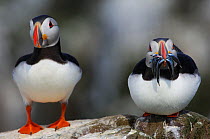 Puffin (Fratercula arctica) pair of adults, one with a beak full of sandeels. Farne Islands, Northumberland, UK, May.
