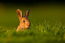European rabbit (Oryctolagus cuniculus) young rabbit sits alert in grass, Norfolk, UK, May.