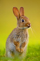 European rabbit (Oryctolagus cuniculus) young rabbit stands alert in grass, Norfolk, UK, June.