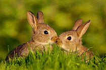Two young European rabbits (Oryctolagus cuniculus), or kittens, touch noses, Norfolk, UK, June.