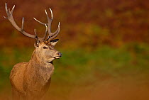 Red deer (Cervus elaphus) stag portrait, Leicestershire, UK, October.