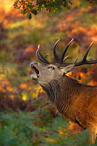 Red deer (Cervus elaphus) stag roaring during the rut, Leicestershire, UK, October.