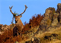 Red deer (Cervus elaphus) stag with vegetation in its antlers stands near the top of a rocky outcrop,  Leicestershire, UK, October.