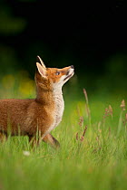 Red fox (Vulpes vulpes) alert cub looking up,  Derbyshire, UK, June.
