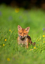 Red fox (Vulpes vulpes) cub in a flower filled meadow, Derbyshire, UK, May.