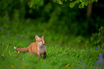 Red fox (Vulpes vulpes) alert fox cub transfixed by a bird in some nearby trees, Derbyshire, UK, May.