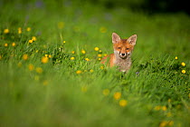 Red fox (Vulpes vulpes) cub in a flower filled meadow, Derbyshire, UK, May.