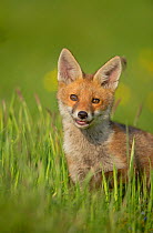 Red fox (Vulpes vulpes) alert cub portrait,  Derbyshire, UK, June.