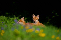 Red fox (Vulpes vulpes) two cubs in a flower filled meadow, Derbyshire, UK, June.