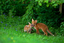 Red fox (Vulpes vulpes) two cubs playfighting on the fringes of a field, Derbyshire, UK, June.
