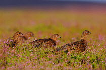 Red grouse (Lagopus lagopus scoticus) subadults forage together in heather, Yorkshire Dales National Park, Yorkshire, UK, August.