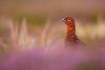 Red grouse (Lagopus lagopus scoticus) male in profile in heather, Yorkshire Dales National Park, Yorkshire, UK, August.