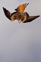 Red kite (Milvus milvus) in swooping dive, Gigrin Farm, Mid Wales, UK, March.