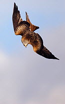 Red kite (Milvus milvus) in swooping dive, Gigrin Farm, Mid Wales, UK, March.