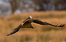 Red kite (Milvus milvus) adult flying low over open grassland, Gigrin Farm, Mid Wales, UK, March.