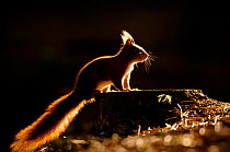 Red squirrel (Sciurus vulgaris) adult backlit by winter sunlight, Formby Point, Lancashire, UK, December.