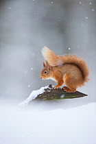 Red squirrel (Sciurus vulgaris) portrait in snow, Cairngorms National Park, Scotland, UK, March.