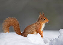Red squirrel (Sciurus vulgaris) in snow,  Cairngorms National Park, Scotland, UK, March.