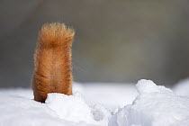 Rear view of Red squirrel tail (Sciurus vulgaris) foraging in deep snow, Cairngorms National Park, Scotland, UK, March.