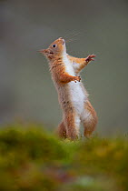 Red squirrel (Sciurus vulgaris) standing on its hind legs, Cairngorms National Park, Scotland, UK, March.