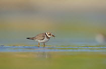 Ringed plover (Charadrius hiaticula) in tidal shallows with insect prey, Shetland Islands, Scotland, UK, September.