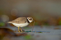 Ringed plover (Charadrius hiaticula) adult pulling a worm from beach, Shetland Islands, Scotland, UK, September.