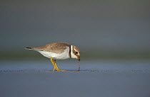 Ringed plover (Charadrius hiaticula) pulling a worm from beach, Shetland Islands, Scotland, UK, September.