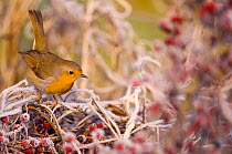 Robin (Erithacus rubecula) perched on frost covered branches, Dumfries and Galloway, Scotland, UK, December.