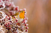 Robin (Erithacus rubecula) perched on frost covered branches, Dumfries and Galloway, Scotland, UK, December.