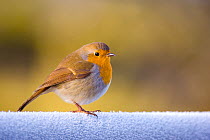 Robin (Erithacus rubecula) perched on a frost covered gate, Dumfries and Galloway, Scotland, UK, December.
