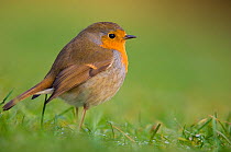 Robin (Erithacus rubecula) adult perched on the ground, Dumfries and Galloway, Scotland, UK, December.
