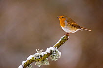 Robin (Erithacus rubecula) perched on a snow covered branch, Mid Wales, UK, February.
