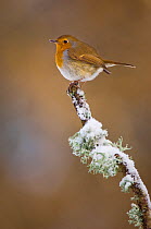 Robin (Erithacus rubecula) perched on a snow covered branch, Mid Wales, UK, February.