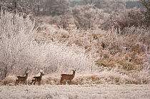 Roe deer (Capreolus capreolus) female and her two calves in a frosty field margin, Dumfries and Galloway, Scotland, UK, December.
