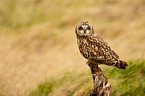 Short eared owl (Asio flammeus) perched on an old stump, North Wales, UK, March.