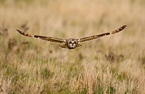 Short eared owl (Asio flammeus) adult hunting over wasteland, North Wales, UK, March.