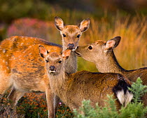 Sika deer (Cervus nippon) calf is affectinately groomed by its mother, introduced species, Arne RSPB Reserve, Dorset, UK, October.