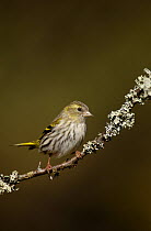 Siskin (Carduelis spinus) female peched on a lichen covered branch, Rothiemurchus Forest, Scotland, UK, April.