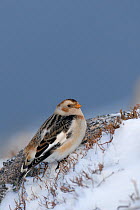 Snow bunting (Plectrophenax nivalis) adult perched on ground, February, Cairngorm Mountains, Scotland, UK, February.