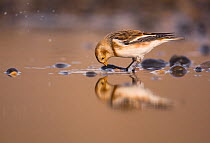 Snow bunting (Plectrophenax nivalis) fascinated by its own reflection in a tidal lagoon, Norfolk, UK, January.