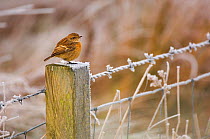 Stonechat (Saxicola torquata) female perched on a frost covered fence post, Dumfries and Galloway, Scotland, UK , December.