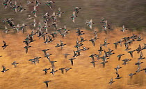Common teal (Anas crecca) flock in flight, Yorkshire, UK, January.