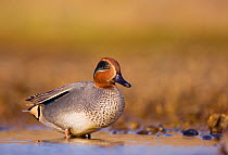 Common teal (Anas crecca) male in a shallow coastal lagoon, Norfolk, UK, January.