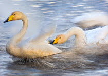 Whooper swan (Cygnus cygnus) adult aggressively chasing another, UK visitor between November and March. Lancashire, UK, October.