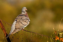 Wood pigeon (Columba palambus) feathers ruffled, perched on a rusty wire fence, Gloucestershire, UK, October.