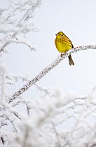 Yellowhammer (Emberiza citrinella) perched on frost covered branches, Dumfries and Galloway, Scotland, UK, December.