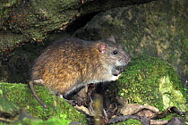 Common / Brown Rat (Rattus norvegicus). Dorset, UK, January.
