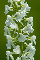 White form of Fragrant Orchid (Gymnadenia conopsea) in flower. Dorset, UK, June.