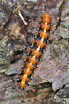 Jersey Tiger Moth (Euplagia quadripunctaria) caterpillar. Dorset, UK, March.