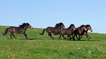A wild Exmoor Pony (Equus caballus) breeding stallion chasing his band of Exmoor mares and colts. Langeland Island, Denmark, April.